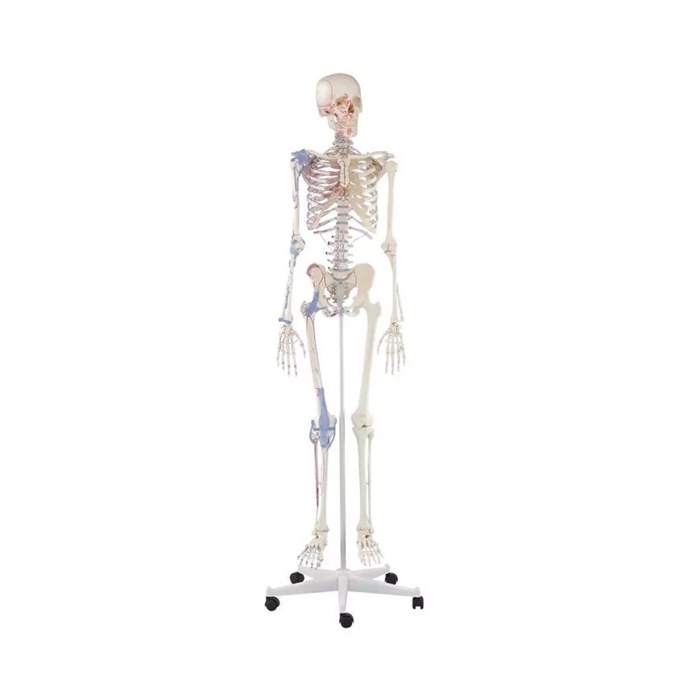 Squelette Anatomique Bert avec Marquage des Muscles et Ligaments