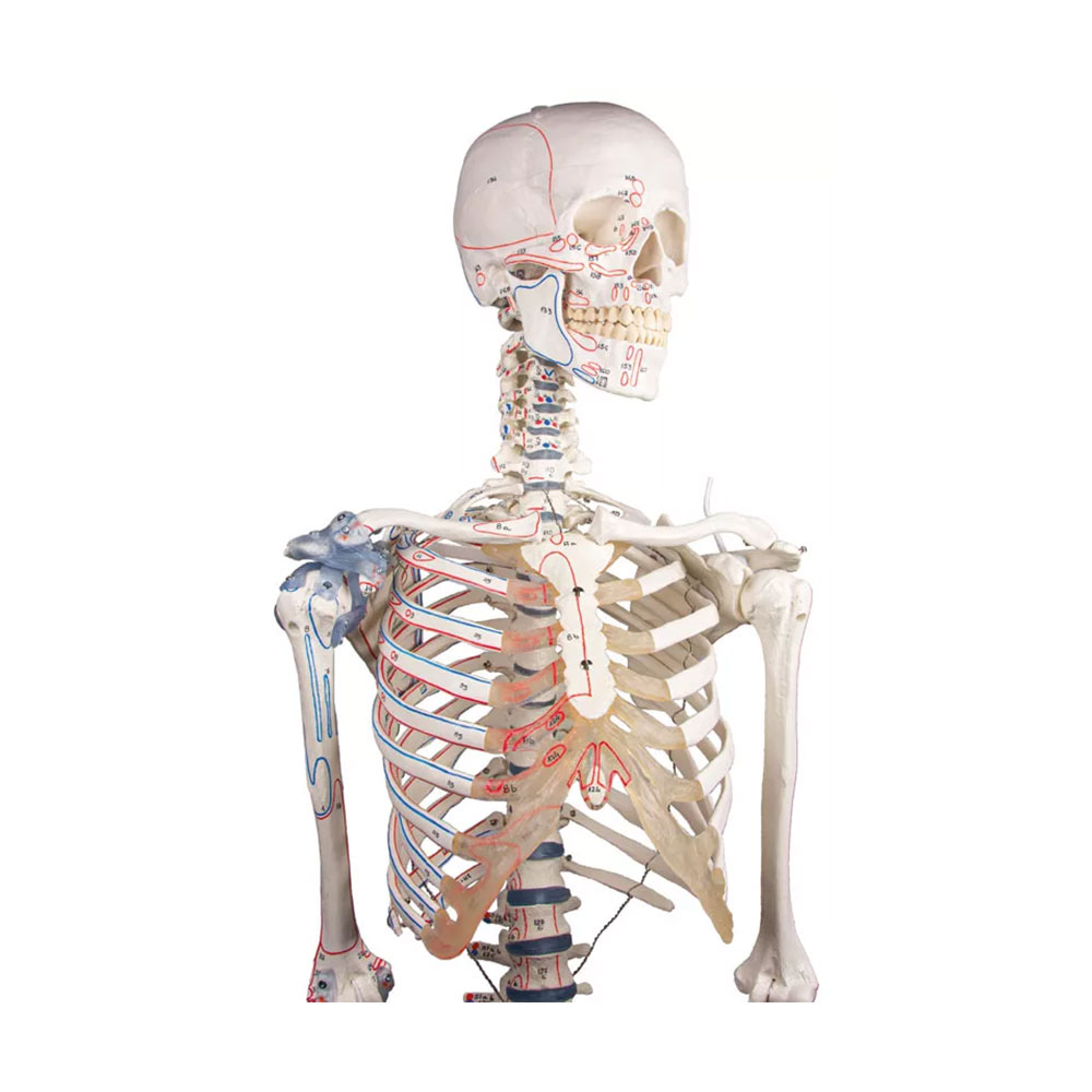 Squelette anatomique - Bert - avec marquage des Muscles et Ligaments – Image 2