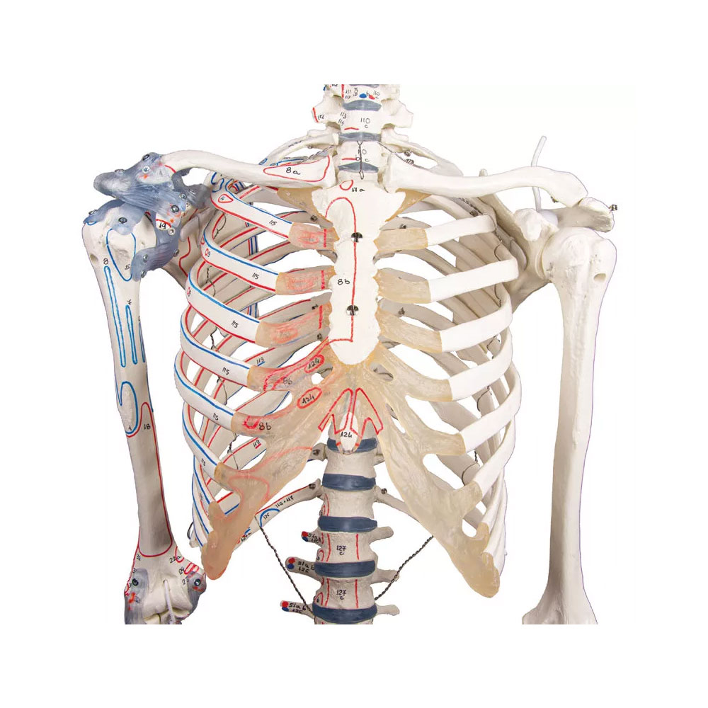 Squelette Anatomique Bert avec Marquage des Muscles et Ligaments