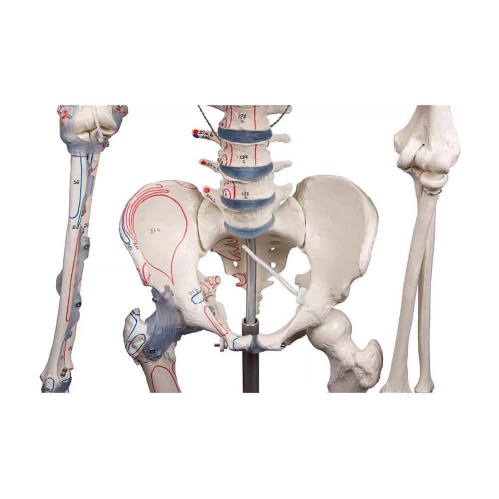 Squelette anatomique - Bert - avec marquage des Muscles et Ligaments – Image 4