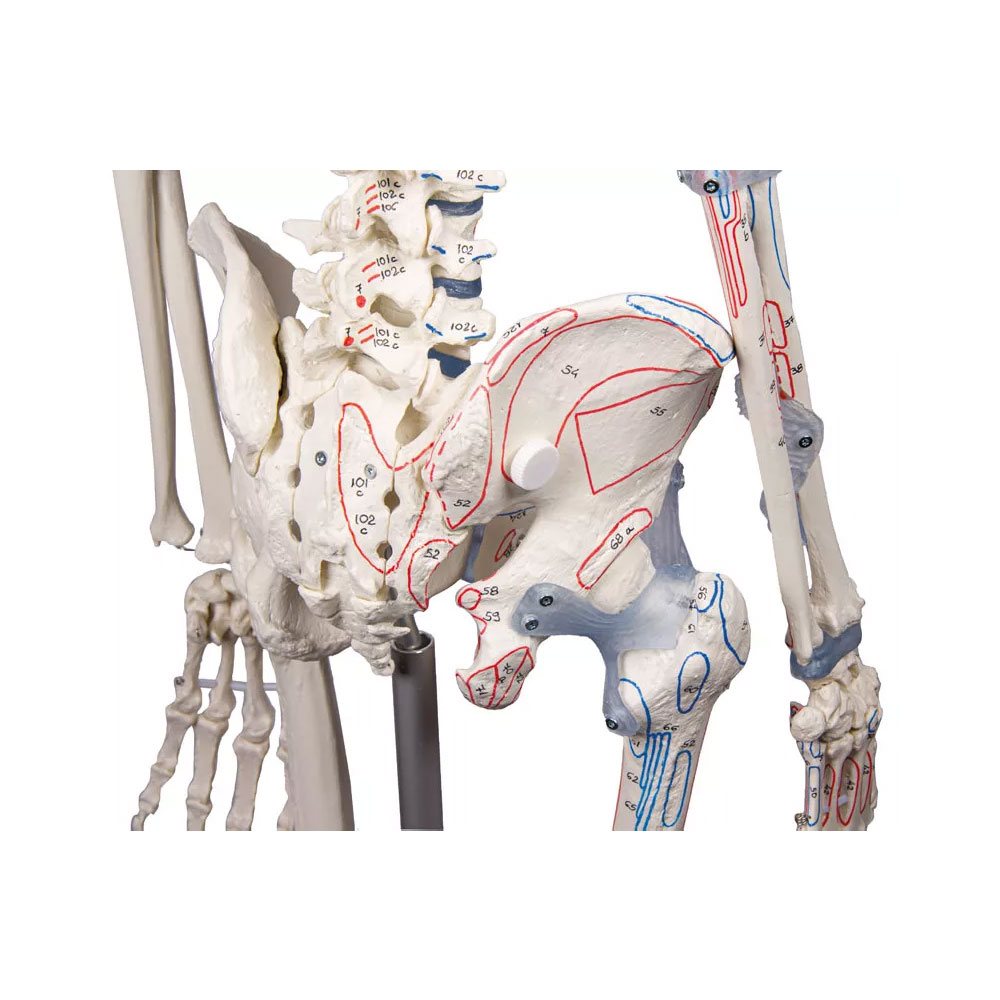 Squelette Anatomique Bert avec Marquage des Muscles et Ligaments